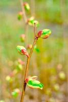 tak van een boom met groene ontluikende toppen, vroege lente, close-up. foto