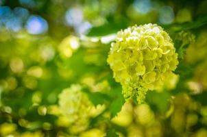 witte hortensia arborescens annabelle bloem foto