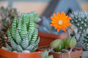 oranje bloem van cactus bloei op het balkon foto