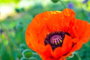 rode klaprozen bloemen in tuin of weide foto