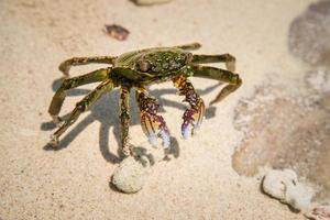 modderkrab in het natuurlijke strand van de noordelijke territoriumstaat australië. foto