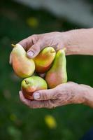 senior man peren plukken in een boomgaard foto