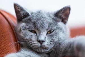 jonge schattige kat portret close-up. de britse korthaar kitten met blauw grijze vacht foto