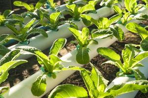 groene biologische, teelt hydrocultuur groente in boerderij foto