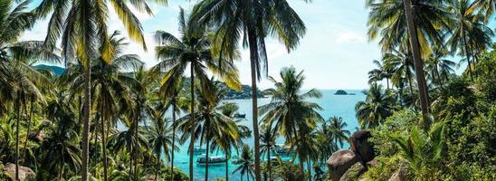 kokospalmen op tropisch eiland in de zomer foto