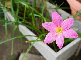 roze kleur regenlelie bloem foto