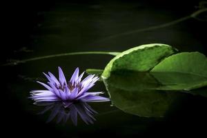 mooie paarse waterlelie of lotusbloem in vijver met reflectie op het water foto