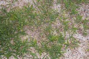 Tijdens het regenseizoen groeit er groen gras in het zand, waardoor het groene gras in het zand dat wordt gebruikt om landweggetjes aan te leggen, door water wordt gevoed. foto