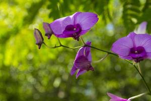 paarse dendrobium-orchidee wordt in de buitentuin gekweekt om de tuin op natuurlijke wijze te decoreren en een koele en mooie sfeer te creëren in het buitenpark. foto