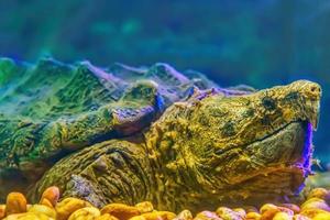 alligator brekende schildpad foto
