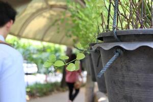 hangende pot plant naast mensen die langs de looproute en het dak lopen, thailand. foto