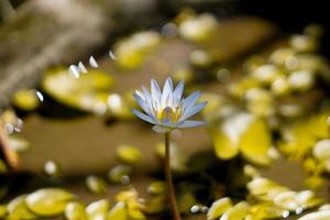 natuur achtergrond bloei lotusbloem waterlelie plant foto