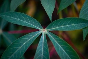 esthetische mooie groene natuur achtergrond foto