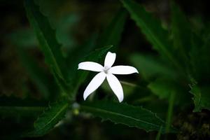 esthetische mooie groene natuur achtergrond foto