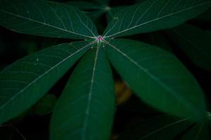 esthetische mooie groene natuur achtergrond foto