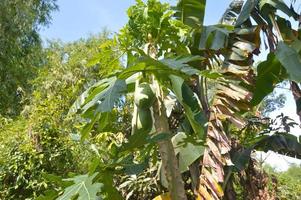 foto van papajaboom die vrucht draagt in de tuin