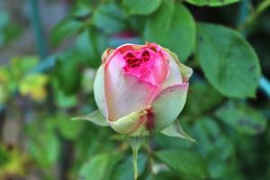 bovenaanzicht van gele en oranje roze bloem in een rozentuin met een soft focus achtergrond foto