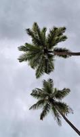 prachtige palmbomen op het strand op de tropische paradijseilanden seychellen. foto