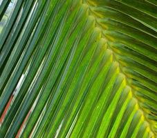 prachtige groene close-up shots van tropische plantenbladeren genomen op de Seychellen-eilanden foto