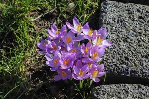 kijk op magische bloeiende lentebloemen crocus sativus. paarse krokus en geel groeien buiten. foto