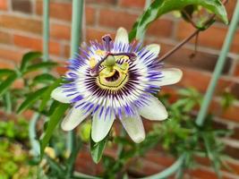 mooie passiflora bloem in bloei met een zachte achtergrond. foto