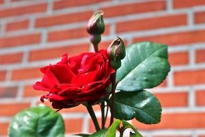 bovenaanzicht van gele en oranje roze bloem in een rozentuin met een soft focus achtergrond foto