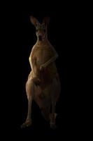 kangoeroe in het donker foto