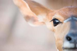 nyala hoofd close-up foto