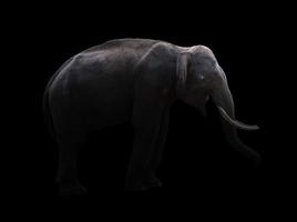 mannelijke olifant die 's nachts staat foto