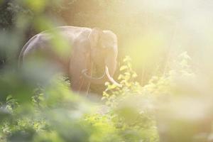 olifant in het bos met lichtflits foto