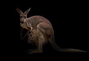 kangoeroe in het donker foto