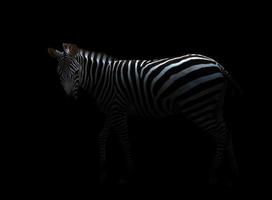 zebra in het donker foto