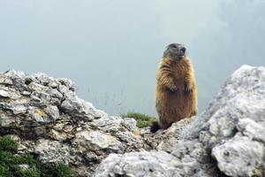 marmot die zich op een rots bevindt foto