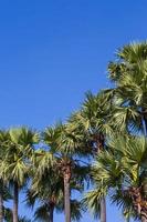 palmboom foto