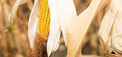 rijp geel maïs close-up op de achtergrond van een droog gedroogd veld. granen, landbouw, herfst oogstfeest, Thanksgiving. ruimte voor tekst foto