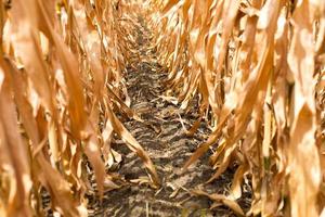 rijen rijpe maïs op een droge plantage. pad tussen aanplant van graangewassen, bedden met gewassen. ruimte voor tekst foto