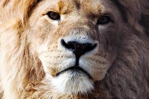 close-up de leeuwenkoning kijkt streng. dieren in het wild portret foto