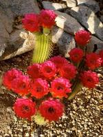 helder roze cactus bloeit tucson foto