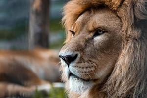 close-up de leeuwenkoning kijkt streng. dieren in het wild portret foto