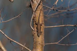 close-up bruine boomhagedis tegen de achtergrond van boomschors. beschermende kleuring van de hagedis foto