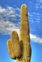 saguaro cactus 20