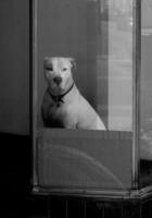hond in een raam foto
