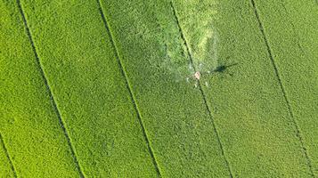 landbouwdrone vliegt om kunstmest op de rijstvelden te spuiten foto