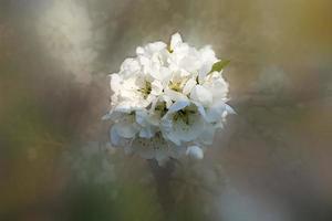 witte bloem op onscherpe achtergrond foto