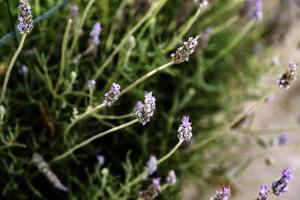 lavendelbloemen in het veld foto