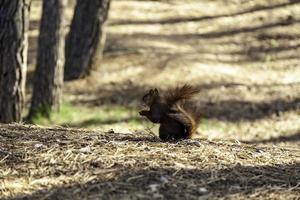 wilde eekhoorn in het bos foto