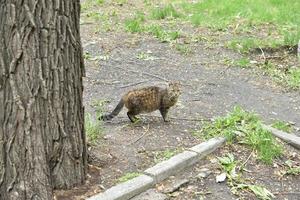 grijze straatkat op straat in de tuin foto