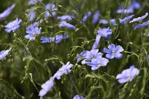 blauwe bloemen van vlasveld vlas linum van de vlasfamilie linaceae foto