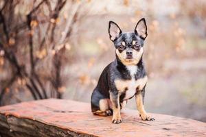 chihuahua hond driekleur zwart wit bruin. dier, huisdier. foto