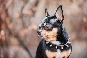 chihuahua hond driekleur zwart wit bruin. dier, huisdier. foto